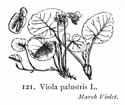 Northern marsh violet Northern marsh violet