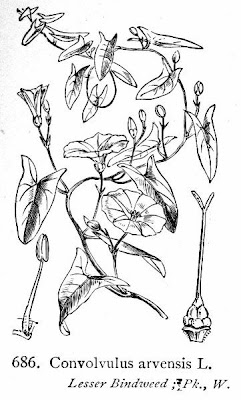Corda-de-viola Corda-de-viola