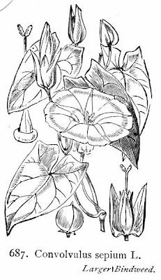 Hedge bindweed Hedge bindweed