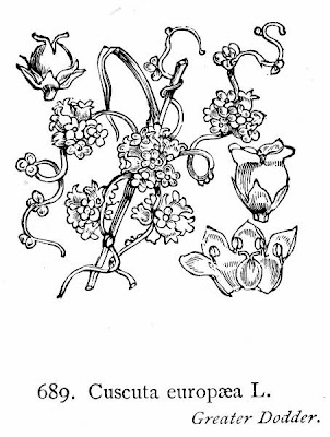 Cuscuta europea Cuscuta europea