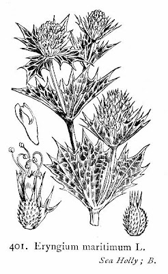Calcatreppola marittima