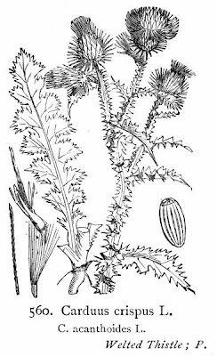 Carduus crispus L.