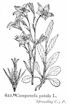 Campanula bienne Campanula bienne
