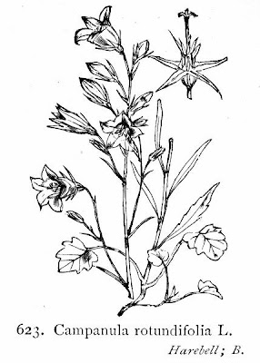 Campanula rotundifolia L.