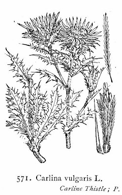 Carlina vulgaris L.