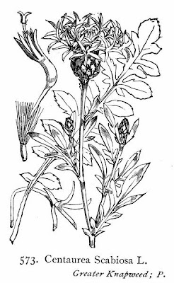 Greater knapweed Greater knapweed