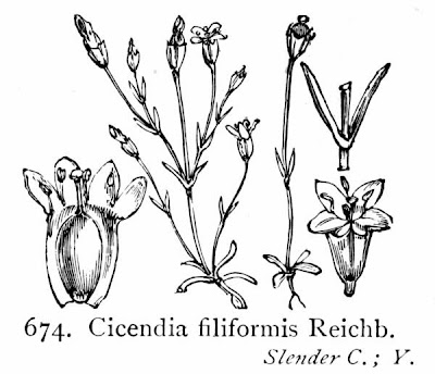 Cicendia comune Cicendia comune