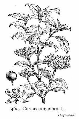 Common dogwood Common dogwood