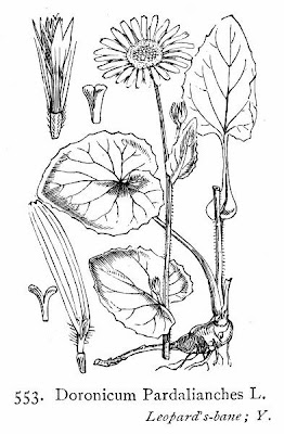 Doronico medicinale