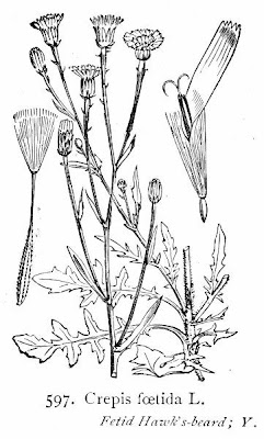 Crépis fétide Crépis fétide