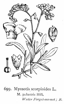 Myosotis des marais