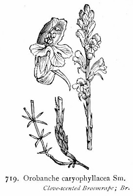 Bedstraw Broomrape Bedstraw Broomrape