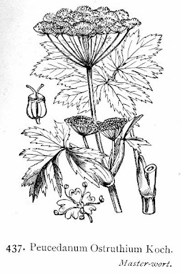 Imperatoria vera