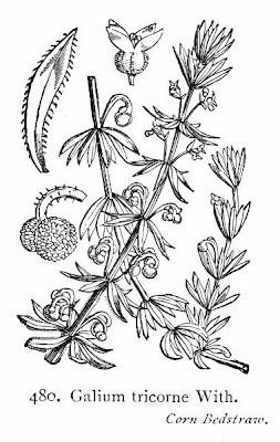 Corn-cleavers Corn-cleavers