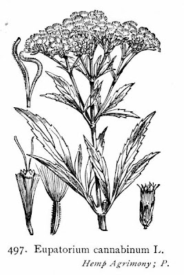 Hemp-agrimony Hemp-agrimony