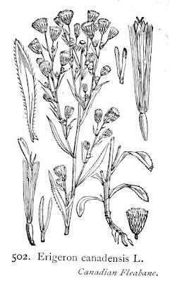 Butterweed Butterweed