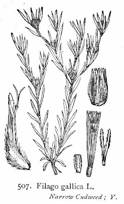 Narrowleaf cottonrose