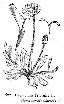 Mouse-ear hawkweed Mouse-ear hawkweed
