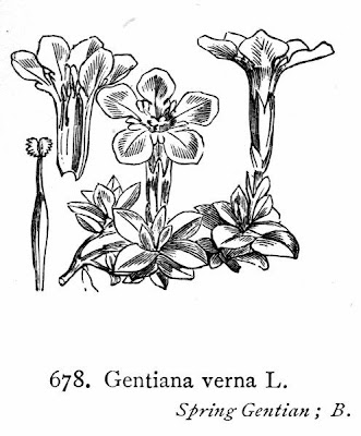 Genziana primaticcia