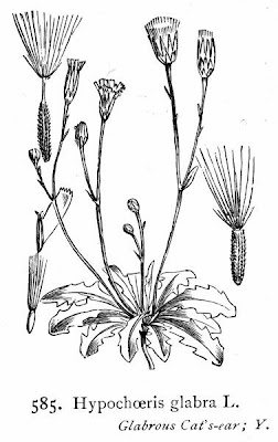 Hierba del halc�n
