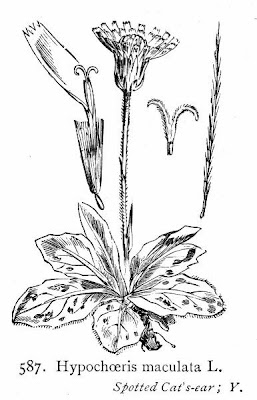 Hypochaeris maculata,
Costolina macchiata,
Spotted Cat's Ear