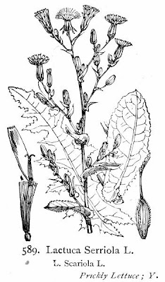 Lactuca serriola,
alface-brava-menor,
alface-de-espinho,
alface-silvestre,
China lettuce,
Erba Bussola,
escarola,
laitue sauvage,
laitue scarole,
Lattona,
Lattuga selvatica,
lechuga espinaca,
lechuga silvestre,
prickly lettuce