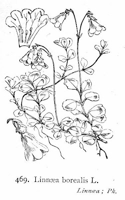 AMERICAN TWINFLOWER AMERICAN TWINFLOWER