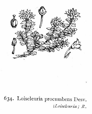 Kalmia procumbens,
Loiseleuria