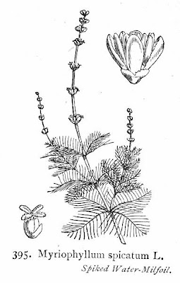 Myriophylle en epi