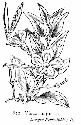 Vinca major L.