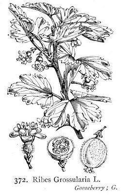European gooseberry