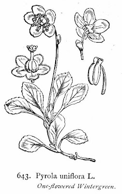 One-flower pyrola