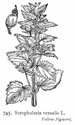 Yellow Figwort Yellow Figwort