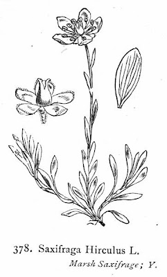 Yellow marsh saxifrage Yellow marsh saxifrage