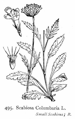 Colombaire Colombaire