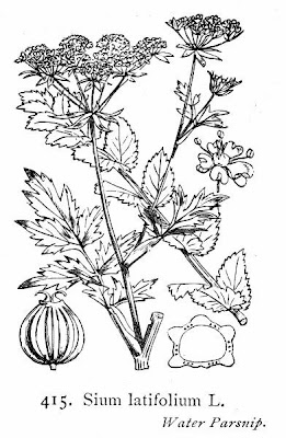 Water Parsnip Water Parsnip