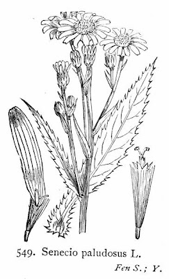 Fen Ragwort