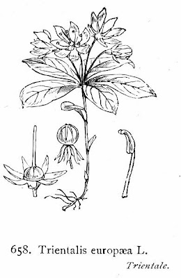 Arctic starflower