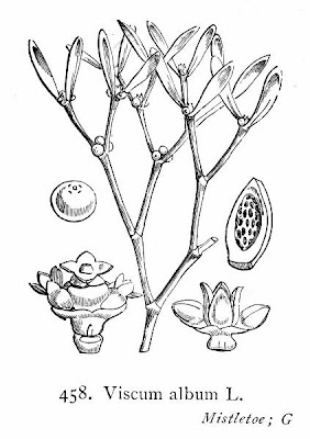 European mistletoe European mistletoe