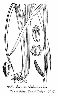 Acorus calamus L.