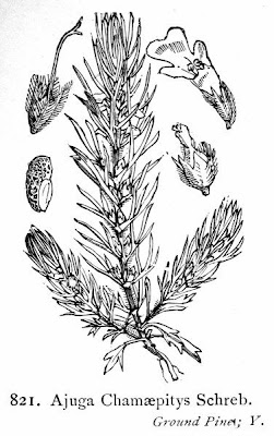 Ajuga chamaepitys (L.) Schreber