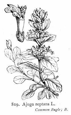 Ajuga reptans L.
