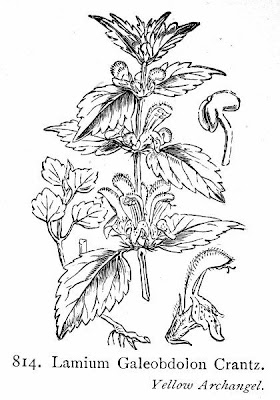Yellow archangel Yellow archangel