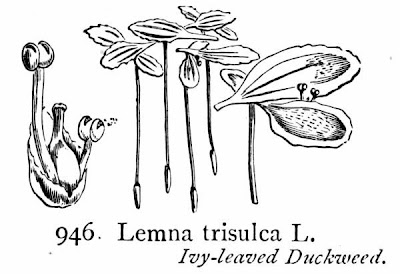 Lemna trisulca L.
