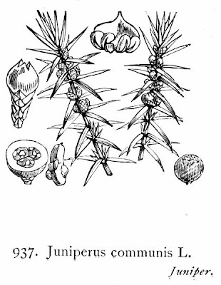 Common juniper Common juniper