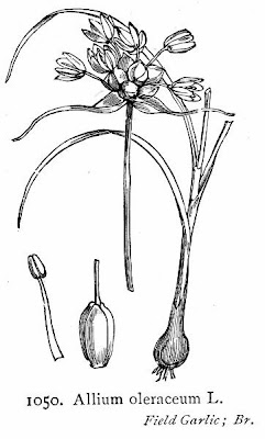 Aglio selvatico Aglio selvatico