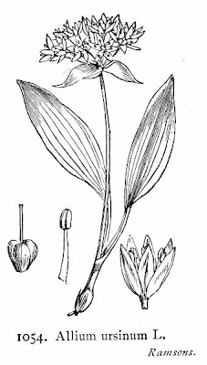 Gypsy onion