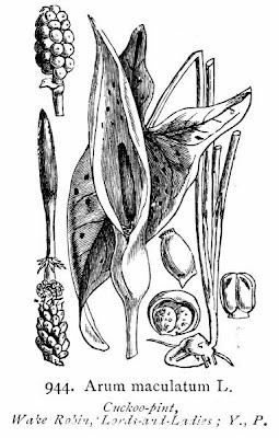 Arum maculatum L.