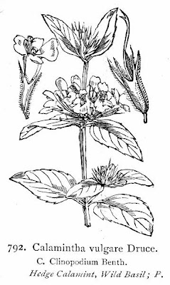 Calamintha vulgare