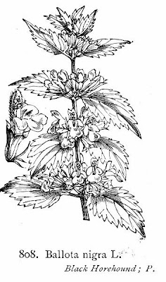 Ballota nigra L.